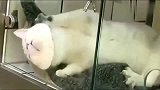 猫咪：朕的脑袋被卡住了，快救我啊！