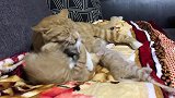 母猫给小猫舔毛，小猫急了发脾气，照着母猫头部就是一顿踹