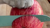 猫王：你们吃过苹果做的非油炸薯条吗？会做饭的猫