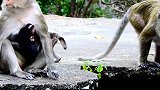 猴子抓着小猴子逃出去咬他，小猴子看起来很可怜