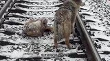感人！两只狗狗相互拥抱躺卧在铁轨里，救援人员靠近一看泪目了