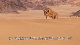 狮子的克星出现了，一脚就能把狮子给“踢爆”，身高三米却吃素！