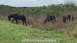 两匹脱缰的马儿在路上狂奔，一头栽进汽车里面，镜头拍下全过程