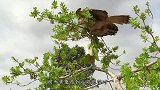 巨蜥发现一窝小野猫，猫妈妈拼死守卫着孩子，画面让人感动！