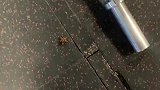 健身房出现大料，是哪位厨师来健身了