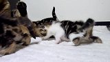 毯子上玩耍的小奶猫们，看这活泼的样子，养一只杂家吧！