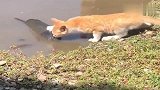 猫咪：猫生第一次见这么大一只鱼，我要怎么下手，拉不动呀