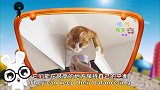 猫咪为什么摔不死，高清记录猫咪下落慢动作，秒懂为什么！