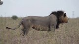 狮王威慑力的吼叫，宣誓自己的领地不可侵犯