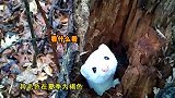 萌萌哒！美罕见白鼬鼠爬出树洞向路人问好