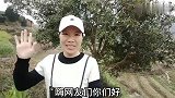 韩信带兵打仗时用过的草药，用于跌打损伤等，一起来看看