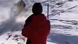 落单的藏野驴撞上网围栏了