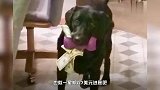 【贪财的狗狗】超级喜欢钱的拉布拉多的故事