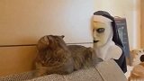 沙雕主人吓唬猫咪，结果不按剧情发展