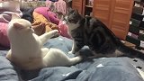 白猫：你再过来我就要叫了，狸花猫：就摸一下，真的