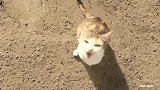 流浪猫妈妈带着自家的小野猫出来要吃的了 不给吃的都不好意思了