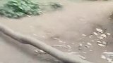 猴子打架把树干倒了砸到路人