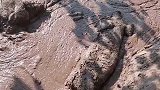 二师兄热到不行，躺在泥浆里奄奄一息