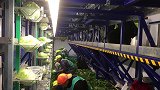 菜园中的移动工厂，一天收获卷心菜高达百亩，什么原理？
