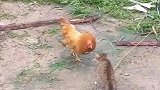 猫：你的羽毛挺好看的，借两根给我！