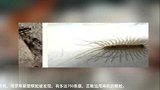 生活-俄罗斯发现新型蜈蚣 750条腿刷新世界纪录