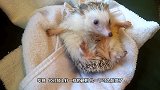 刺猬宝宝被主人抱出窝，这下真是为难了刺猬妈妈有点扎嘴