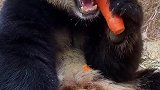 国宝熊猫大熊猫吃萝卜