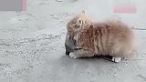 刚出生不久的小猫咪，在院子里抓到了一只大老鼠，太厉害了！
