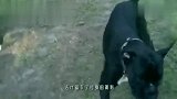 狗子被电网电后,就和电网杠上了,接下来狗狗的反应够我笑一天！