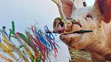猪都会画画了！每幅要价1000美元，还被著名艺术家表扬！