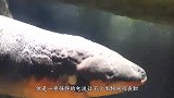 电鳗怕电吗？老外将电鳗放进水里后通电，场面瞬间失控！