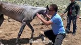 奄奄一息的马被困荒山，获救后喝斤水，高情商表达感激之情