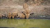 马蹄吧雄狮后代Mbiri雄狮的狮群，10只幼崽健康成长