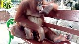 动物园里的一只猩猩，舒舒服服的坐在长凳上，真是调皮可爱！