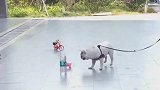 狗子：你听到没有，我叫你停下呢！