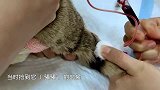 宠物医院，丢小喵本喵来看病，除了行动不便，指标都正常