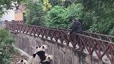 钓鱼我见过，钓熊猫我还是第一次见！