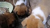 农村小奶狗满月了，给长牙的小土狗一块小骨头，抢了起来