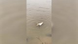 这个视频充分证明鸭子不会仰泳 它到底怎么才能翻过来