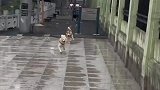 还真是跑得乱七八糟