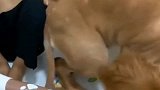 看见小主人要洗澡，金毛嬉皮笑脸地坐盆里，狗狗：谁还不是个宝宝