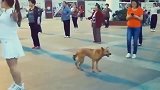 中华田园犬：我是村唯一一只会跳广场舞的狗狗！就说我帅不帅吧