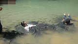 做鱼疗碰到那么大的鱼 老板你这鱼是吃死皮的吗？
