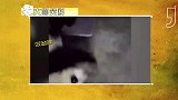 大咖笑料-20170316- 熊猫卖萌耍帅有绝招