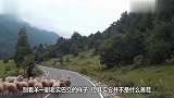 终于找到能制服公羊的动物了,治得服服帖帖,镜头拍下搞笑瞬间