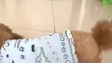泰迪把女主人的花拆了，给了主人十块钱补偿，太精了