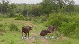 鳄鱼在一旁休息，马儿却上前狂踩驱逐，鳄鱼：我不要面子的吗？