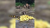 一群馋猴子抢香蕉，最后一个是全场最佳！