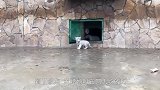 白虎想喝饲养员手里的牛奶，瞬间变大猫，网友：萌化人心