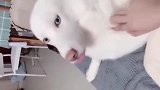 这是生着生着没墨水了吗，纯白色的哈士奇你见过吗